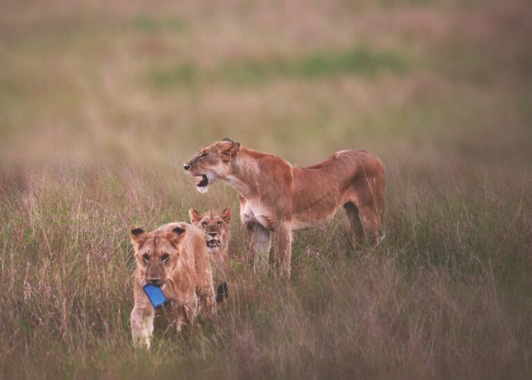 Mobile_Cub[1]1
