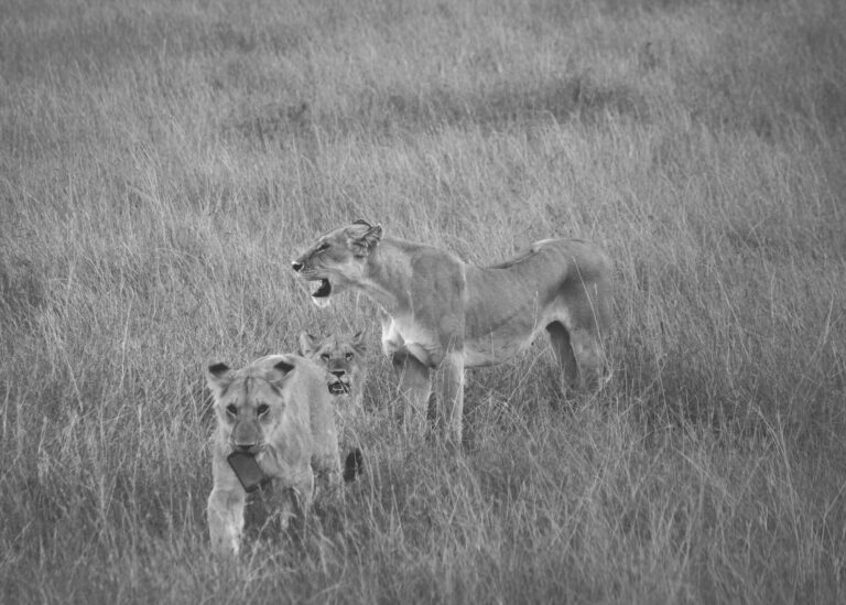 Mobile_Cub[111b